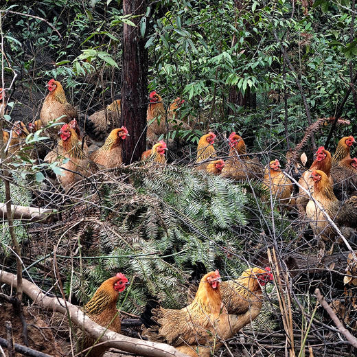 桂柳~山水鸡(净膛1.8斤及以上) 商品图1
