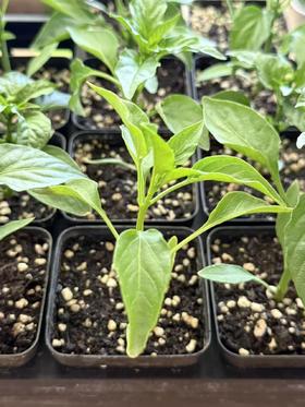 JF 皱皮辣苗儿🫑