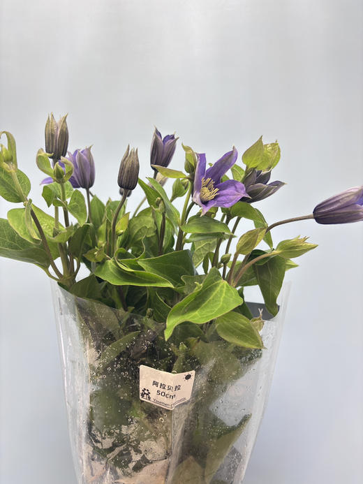 【稀少色系】国产铁线莲 约 10枝/扎  多色可选 商品图6