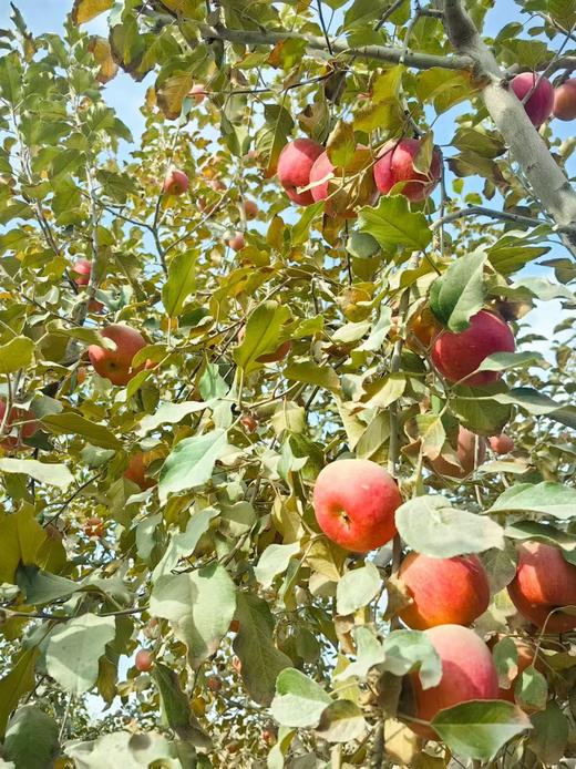 【社群团购】阿克苏苹果【10斤】【周五送货到家】BJ 商品图2