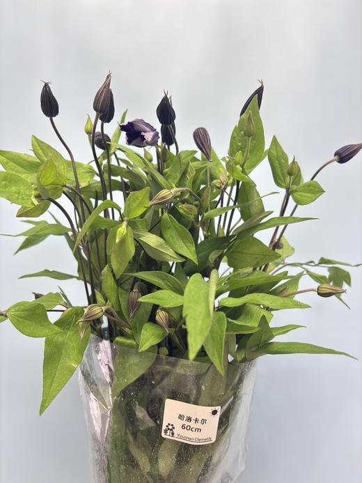 【稀少色系】国产铁线莲 约 10枝/扎  多色可选 商品图12