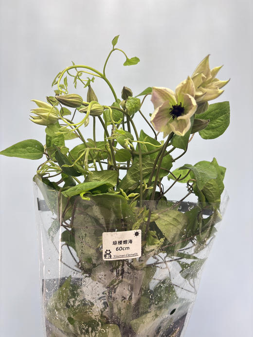 【稀少色系】国产铁线莲 约 10枝/扎  多色可选 商品图11