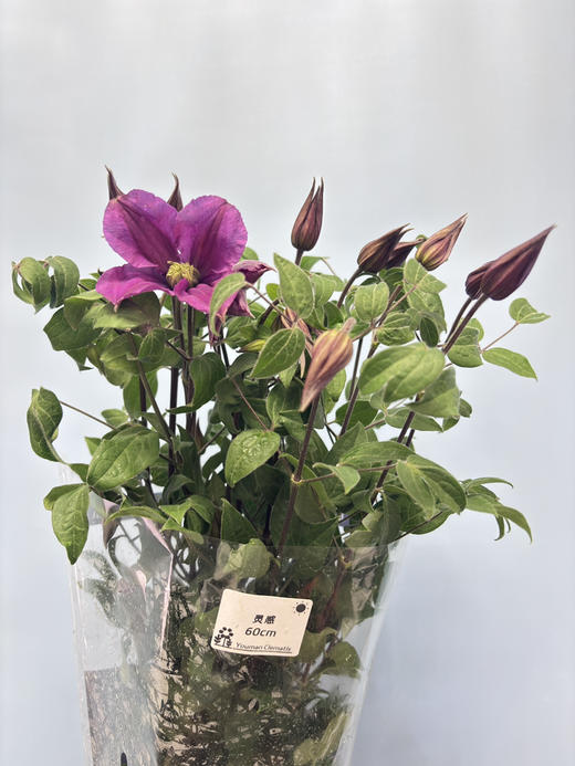 【稀少色系】国产铁线莲 约 10枝/扎  多色可选 商品图9