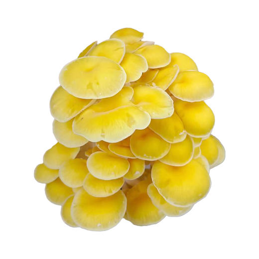 鸡油菌250g/盒 商品图0