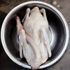 桂柳~老鹅（700天）(净膛4斤及以上) 商品缩略图3