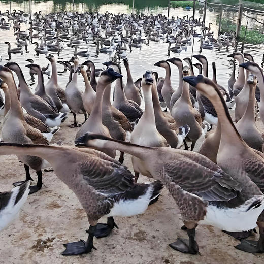 桂柳~老鹅（700天）(净膛4斤及以上) 商品图1