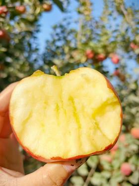 【社群团购】阿克苏苹果【10斤】【周五送货到家】BJ