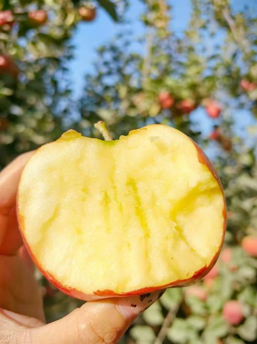 【社群团购】阿克苏苹果【10斤】【周五送货到家】BJ 商品图0