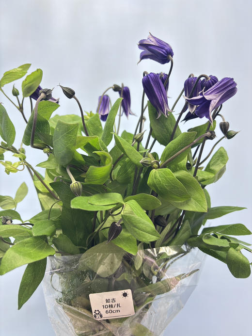 【稀少色系】国产铁线莲 约 10枝/扎  多色可选 商品图14