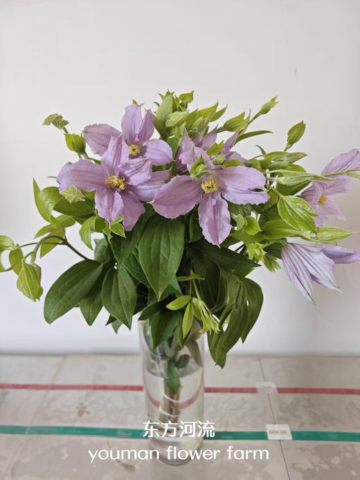 【稀少色系】国产铁线莲 约 10枝/扎  多色可选 商品图4