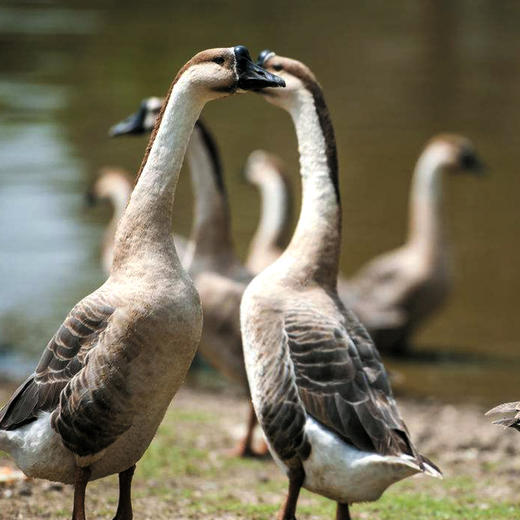 桂柳~老鹅（700天）(净膛4斤及以上) 商品图0