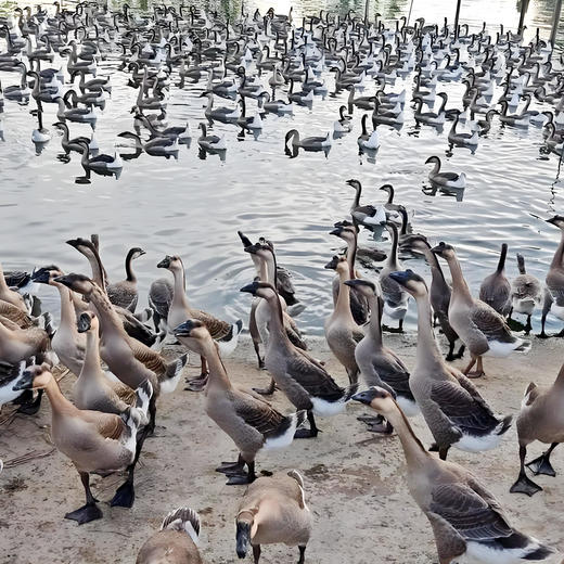 桂柳~老鹅（700天）(净膛4斤及以上) 商品图2