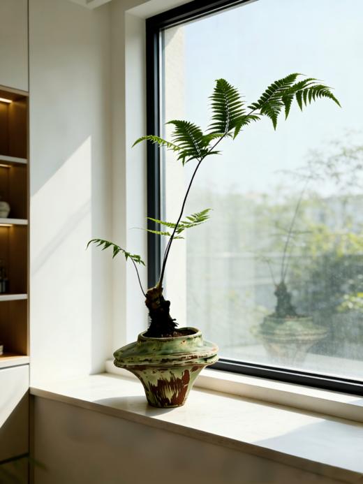 网红蕨 商品图1