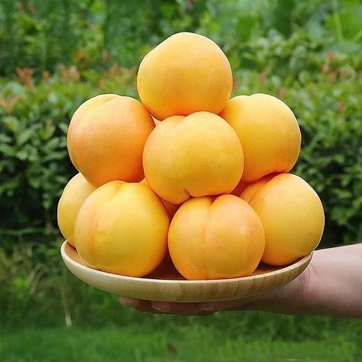 大连火焰双拼油桃1kg组合装(红黄双拼) 商品图1