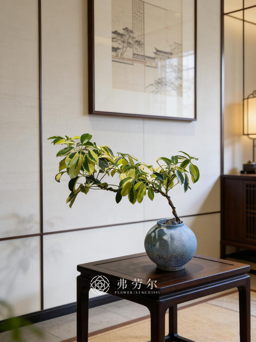 蓝盆吸财木 商品图1