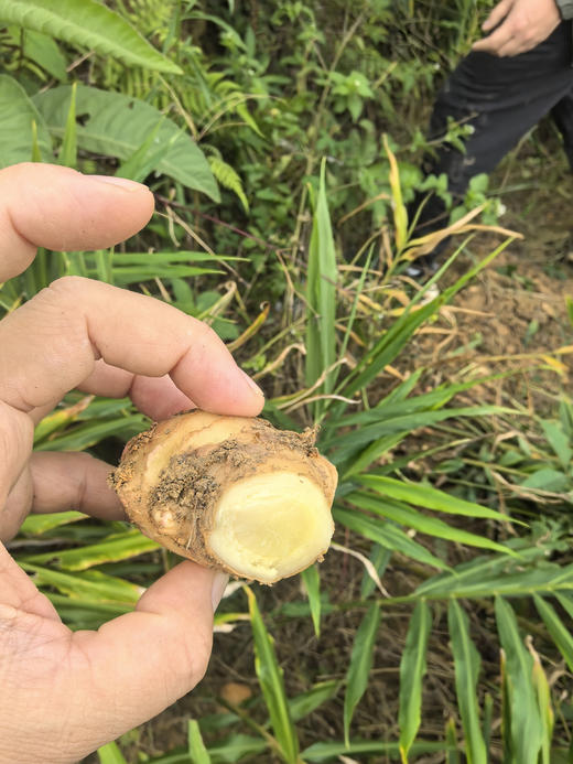 广西天峨高山生态鲜姜，有机山茶油树林下“躲猫猫"长大的宝贝!人工栽种后野放管理，自然生长，辣中带着清甜 商品图0