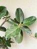 落地孟加拉榕 商品缩略图2