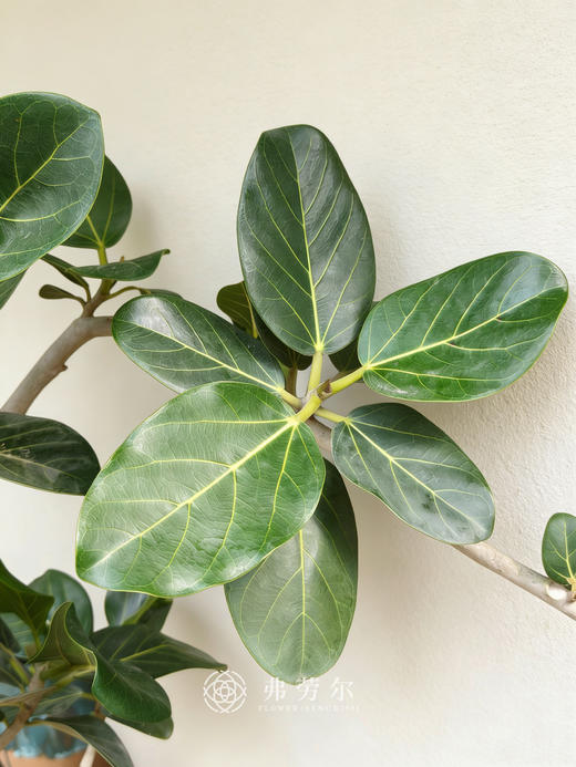落地孟加拉榕 商品图2