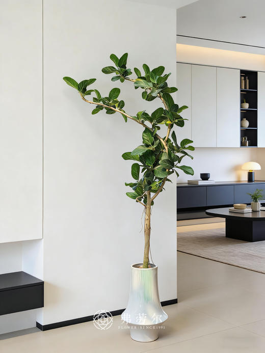 落地孟加拉榕 商品图0