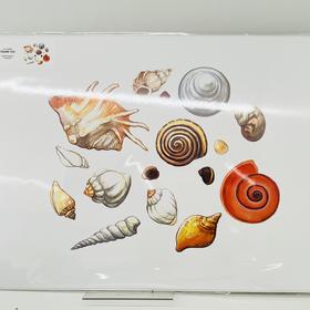 NICKIGAO | 贝壳装饰画
