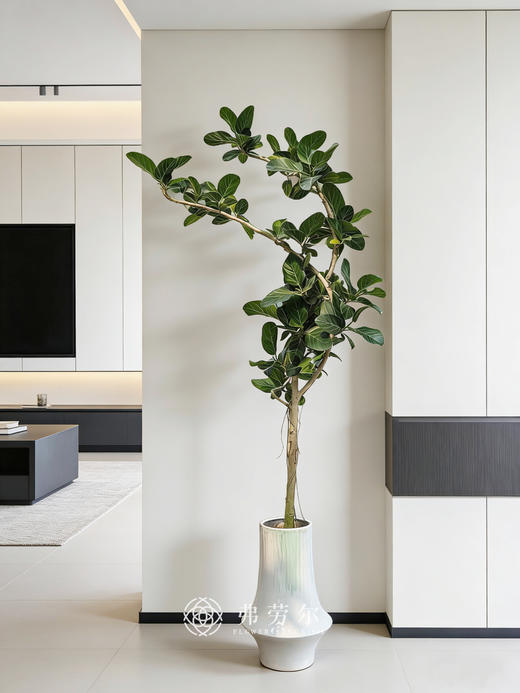 落地孟加拉榕 商品图1