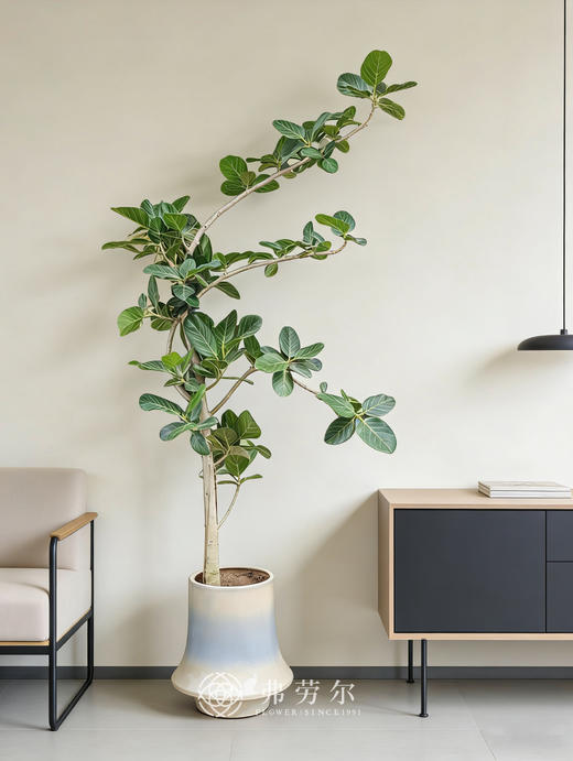 落地孟加拉榕 商品图1