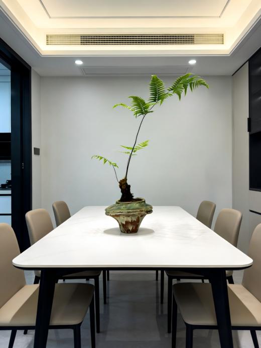 网红蕨 商品图2