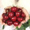 本来果坊·大连暖棚美早樱桃JJ级彩箱装900g 商品缩略图1