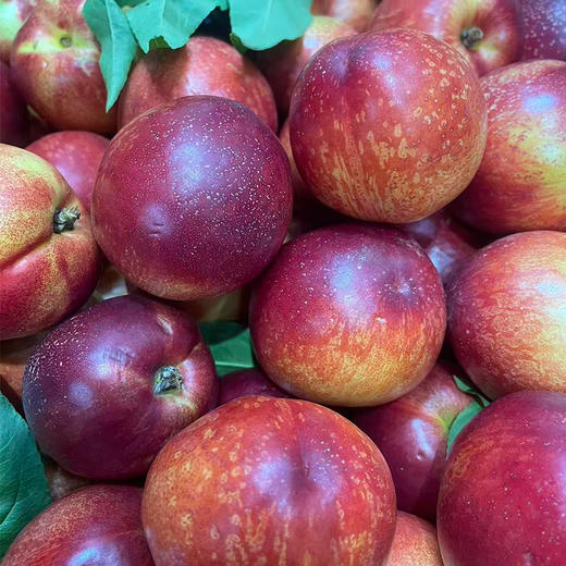 黄心油桃 约500g/份 商品图0