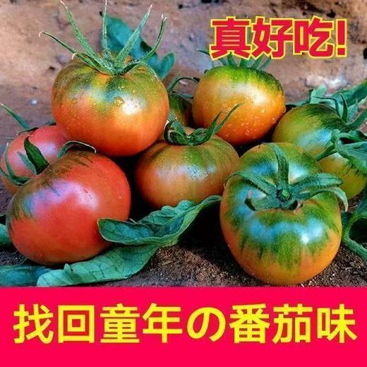 现摘铁皮草莓柿子5斤装【FY】 商品图0