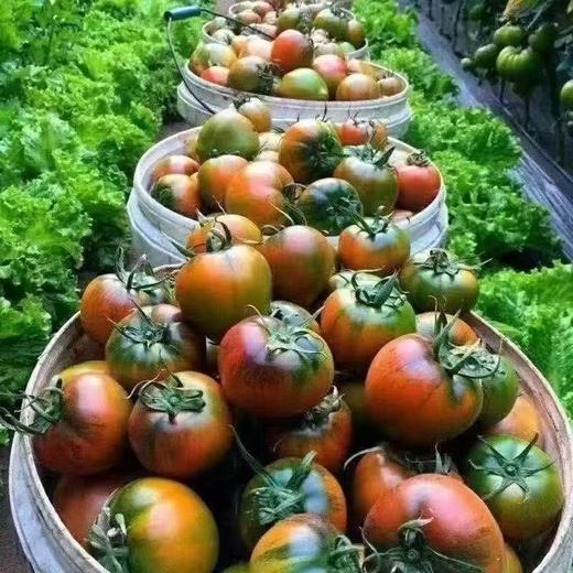 现摘铁皮草莓柿子5斤装【FY】 商品图4