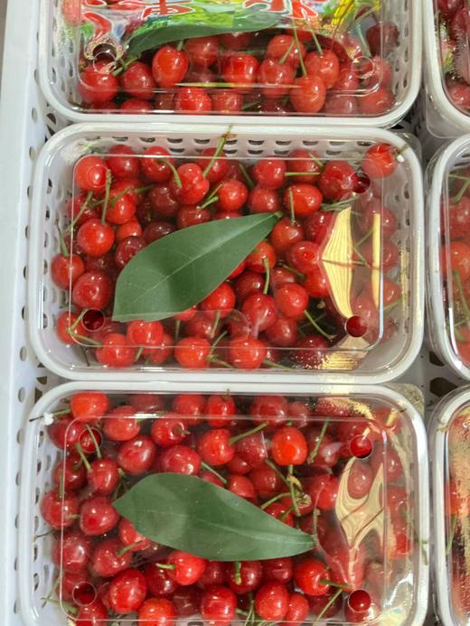 云南现摘新鲜樱桃【BN】 商品图0