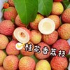 【新鲜上市】桂花香荔枝 香甜 约250g-500g 商品缩略图0