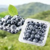 【拼团商品】优选蓝莓（盒）2盒134430 商品缩略图0