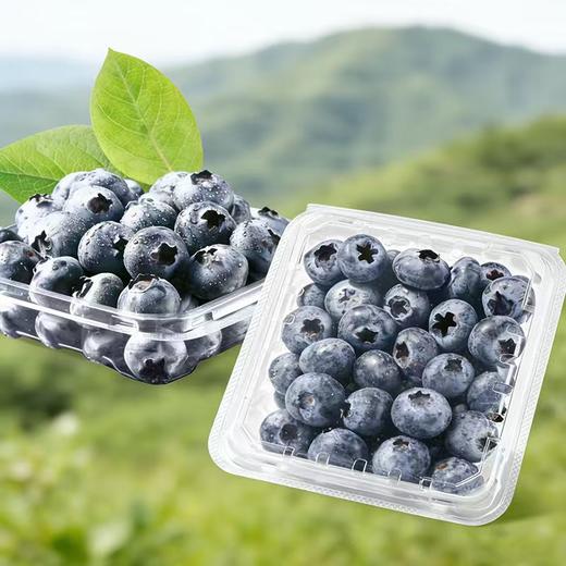 【拼团商品】优选蓝莓（盒）2盒134430 商品图0