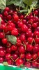 云南现摘新鲜樱桃【BN】 商品缩略图1