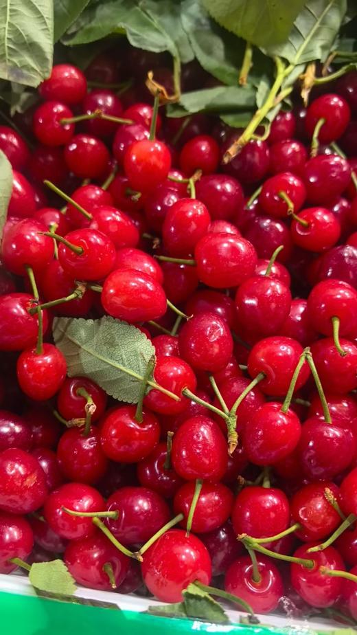 云南现摘新鲜樱桃【BN】 商品图1