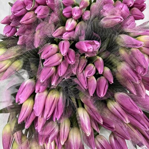 基地直营-国产郁金香-皇家十-10支 商品图0