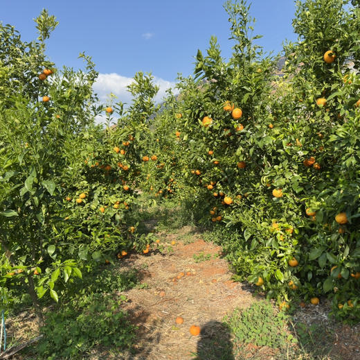 【大理酵素沃柑】天然 味道好 中大果混装 中通包邮 商品图6