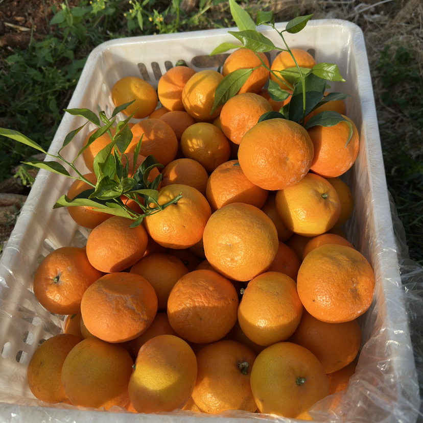 【大理酵素沃柑】天然 味道好 中大果混装 中通包邮