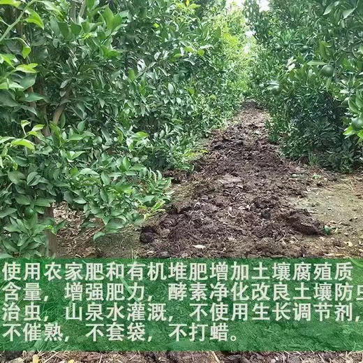 【大理酵素沃柑】天然 味道好 中大果混装 中通包邮 商品图5