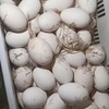 【助农】本地农家散养鹅蛋130g-150g/枚【FY】 商品缩略图5