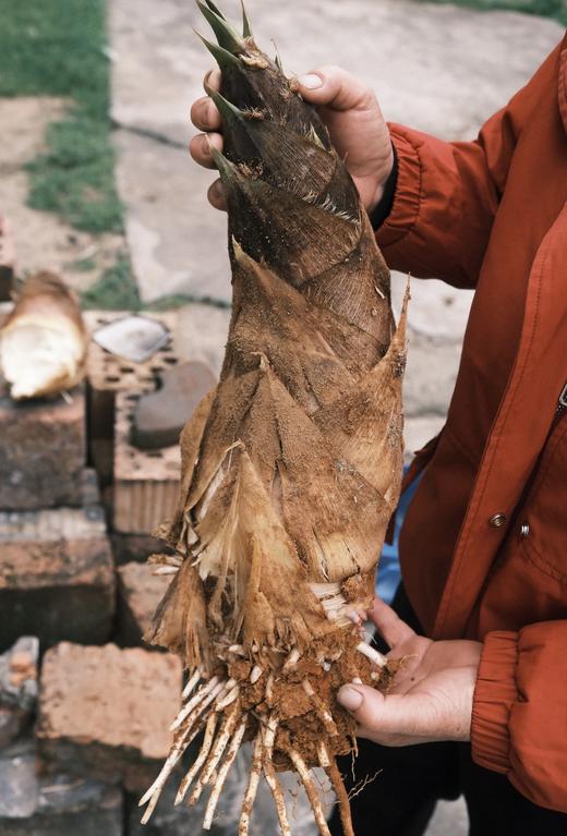 福建永安生态春笋，把山林鲜气直接端上桌~深山直采 🌳当季现挖 脆嫩鲜甜免切免泡 真空锁鲜 商品图5