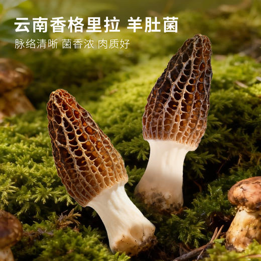 一朵燕 山海礼馔海鲜干货230克礼盒 商品图2