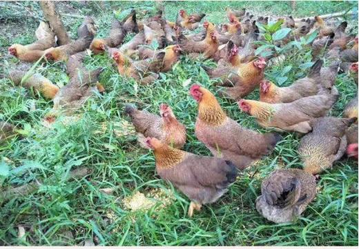 农家散养土鸡-新鲜现杀 【BH】【YPYN】 商品图1