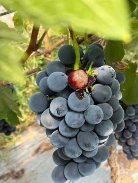 云南建水夏黑葡萄
