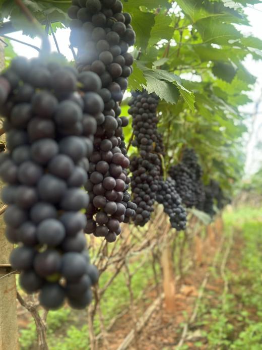云南建水夏黑葡萄 商品图5