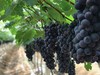 云南建水夏黑葡萄 商品缩略图3