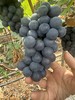 云南建水夏黑葡萄 商品缩略图6