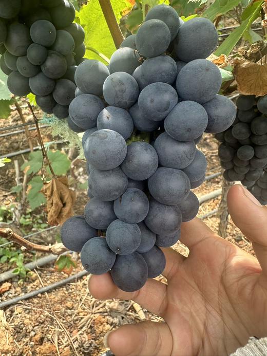 云南建水夏黑葡萄 商品图6